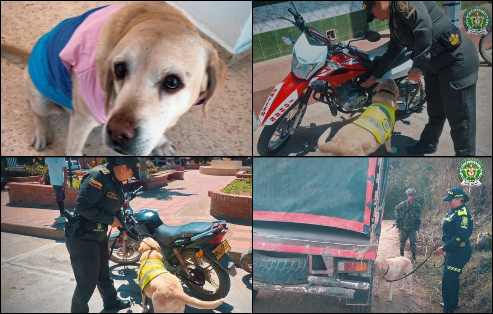 Policía del Tolima rindió homenaje póstumo a canina antinarcóticos 1