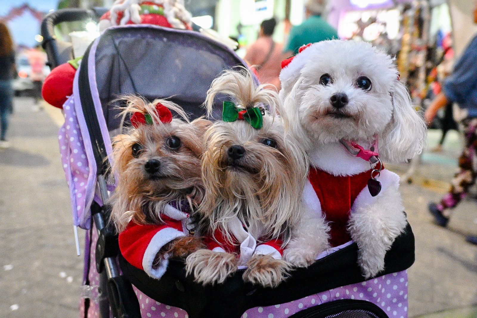 Más de 100 peluditos se robaron las miradas en desfile navideño de mascotas en Ibagué 3