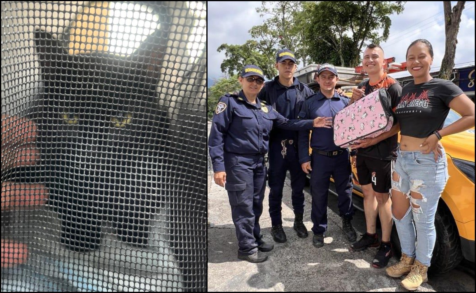 Bomberos rescataron a gato atrapado en un árbol de más de tres metros de altura 1