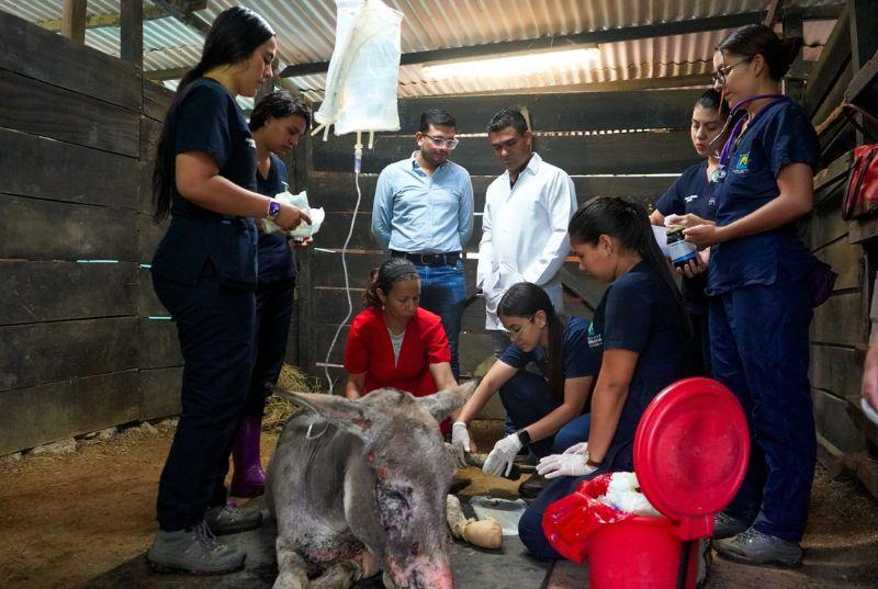 Listo protocolo para atención de mascotas y animales en situaciones de emergencia 1