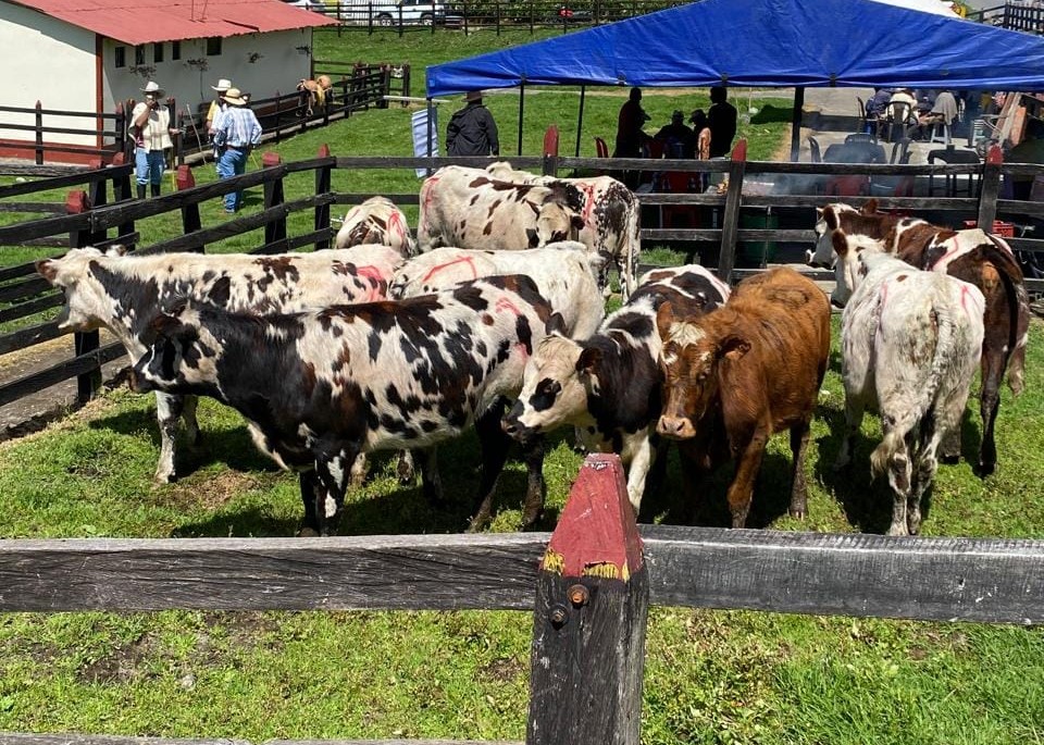 Autoridades del Tolima garantizan acceso de funcionarios al Parque Los Nevados para censar hatos ganaderos 1