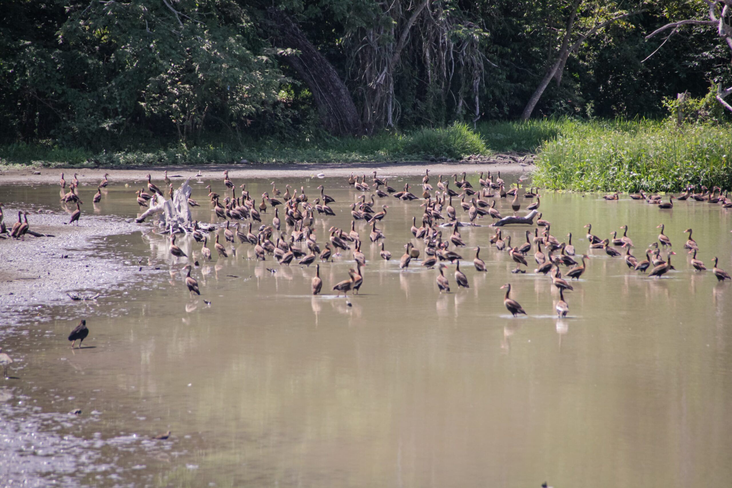Habitantes de zona rural de Guamo apoyarán la protección de humedales 7