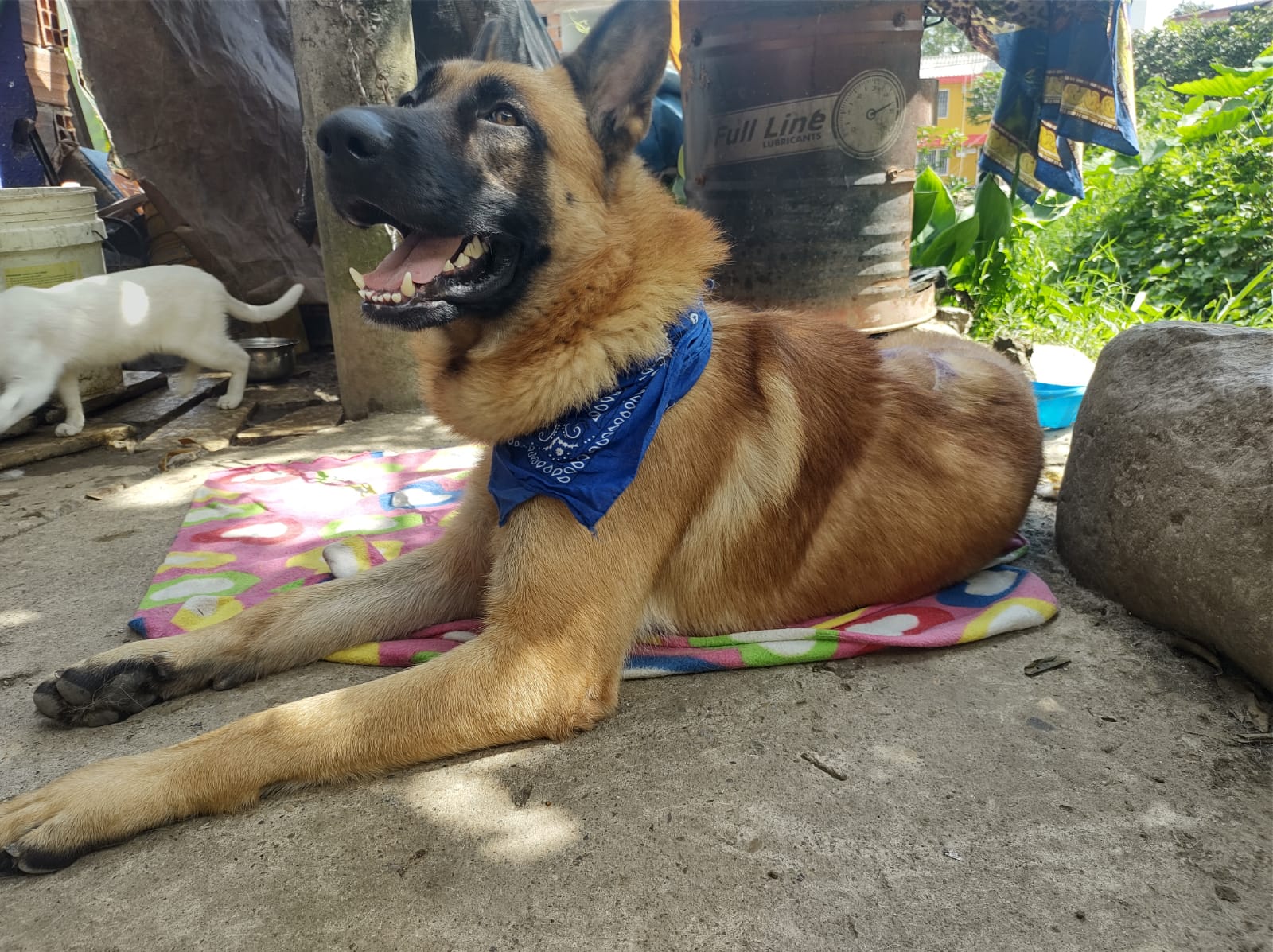 La historia de Max, el perrito agredido a machete en Fresno 7