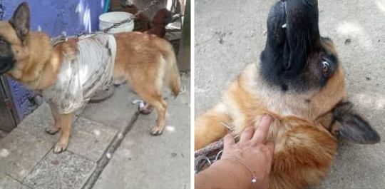 La historia de Max, el perrito agredido a machete en Fresno 6