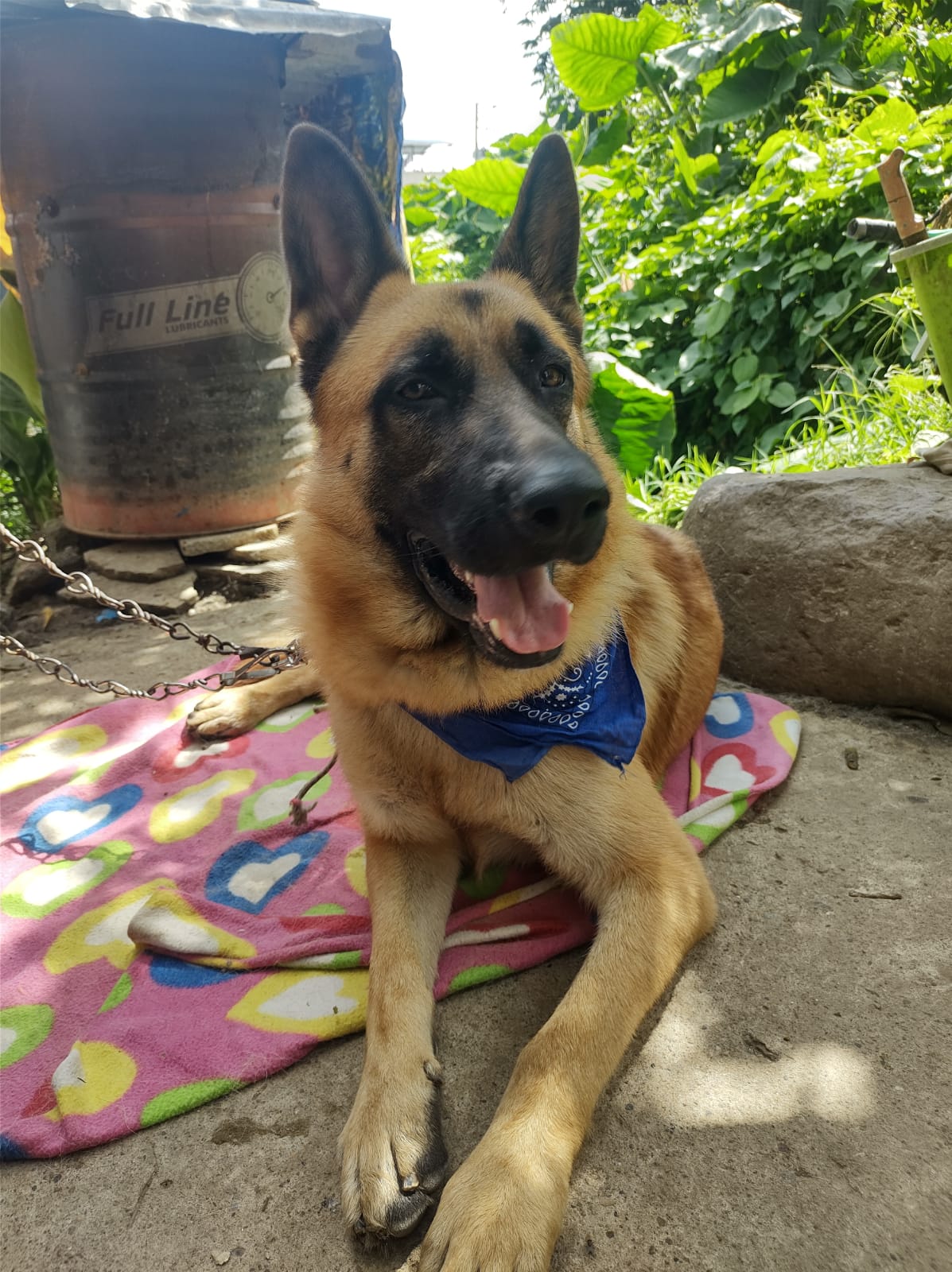 La historia de Max, el perrito agredido a machete en Fresno 5