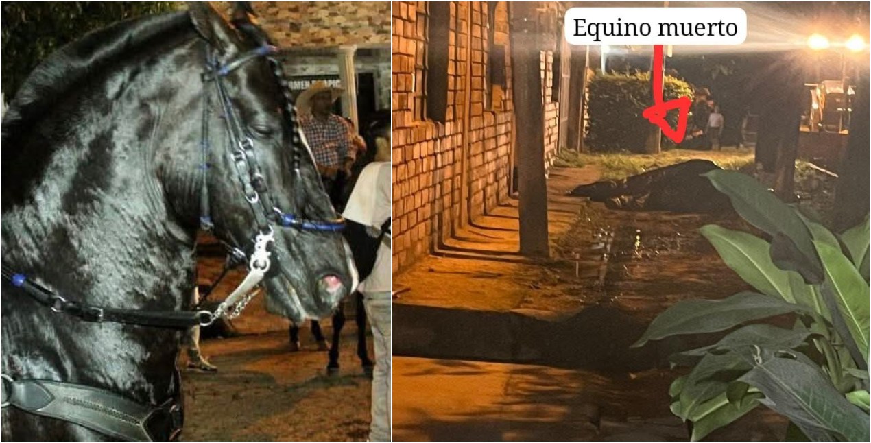 Caballo habría fallecido por golpe de calor en Carmen de Apicalá durante cabalgata 1