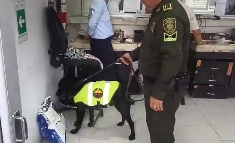 Policía descubre por olfato canino encomienda de marihuana en Espinal 1