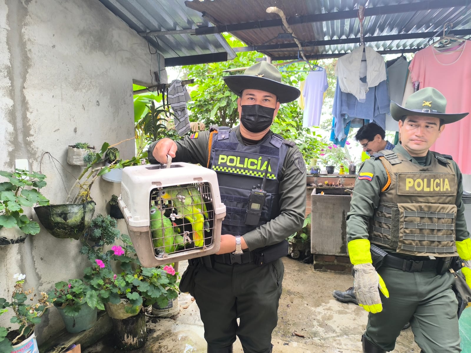 Liberan a cuatro loros orejiamarillo y un loro guaro del Amazonas incautados por Policía de Ibagué 4