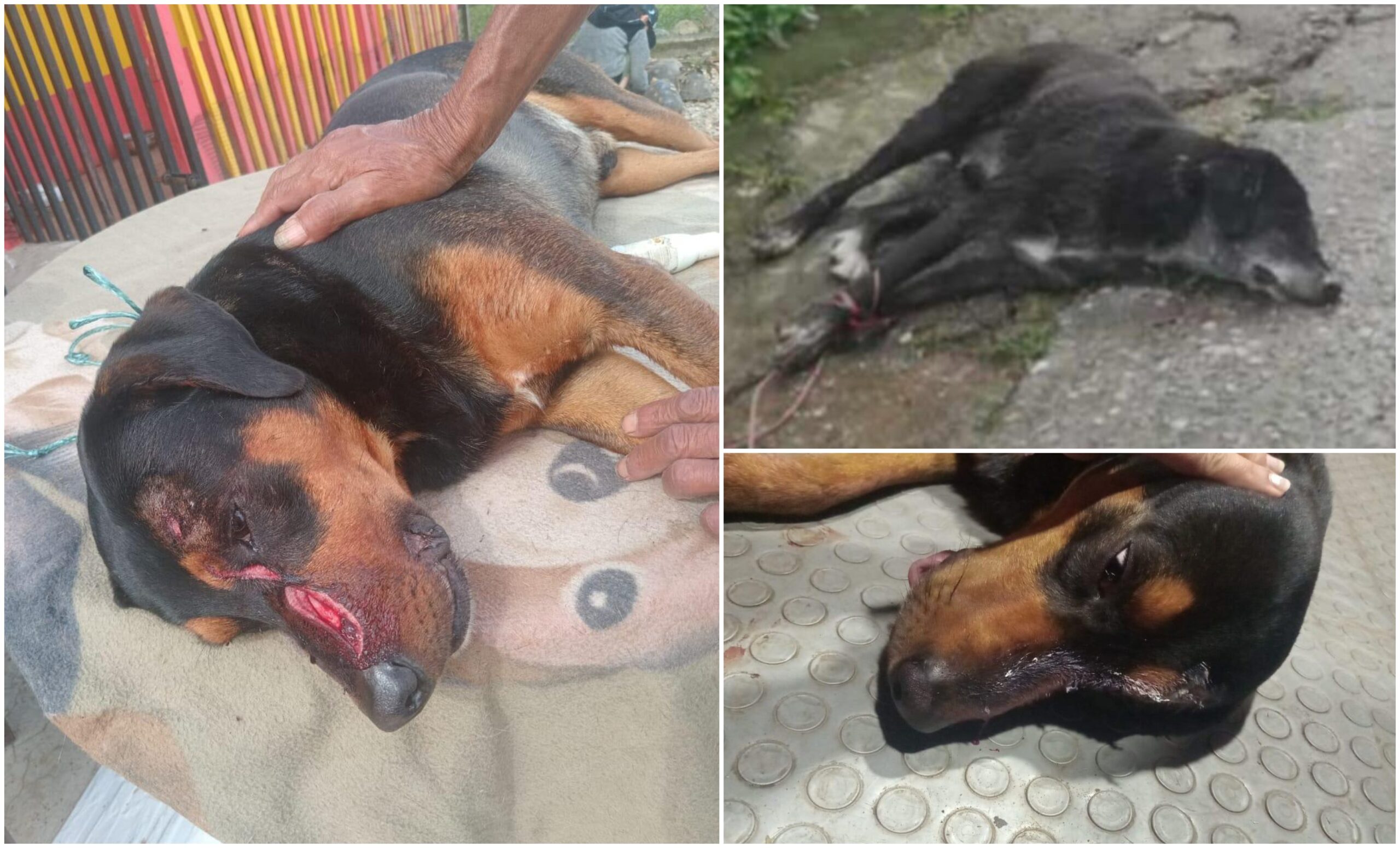 Gobernación del Tolima hace llamado urgente para frenar el maltrato animal en Fresno 1