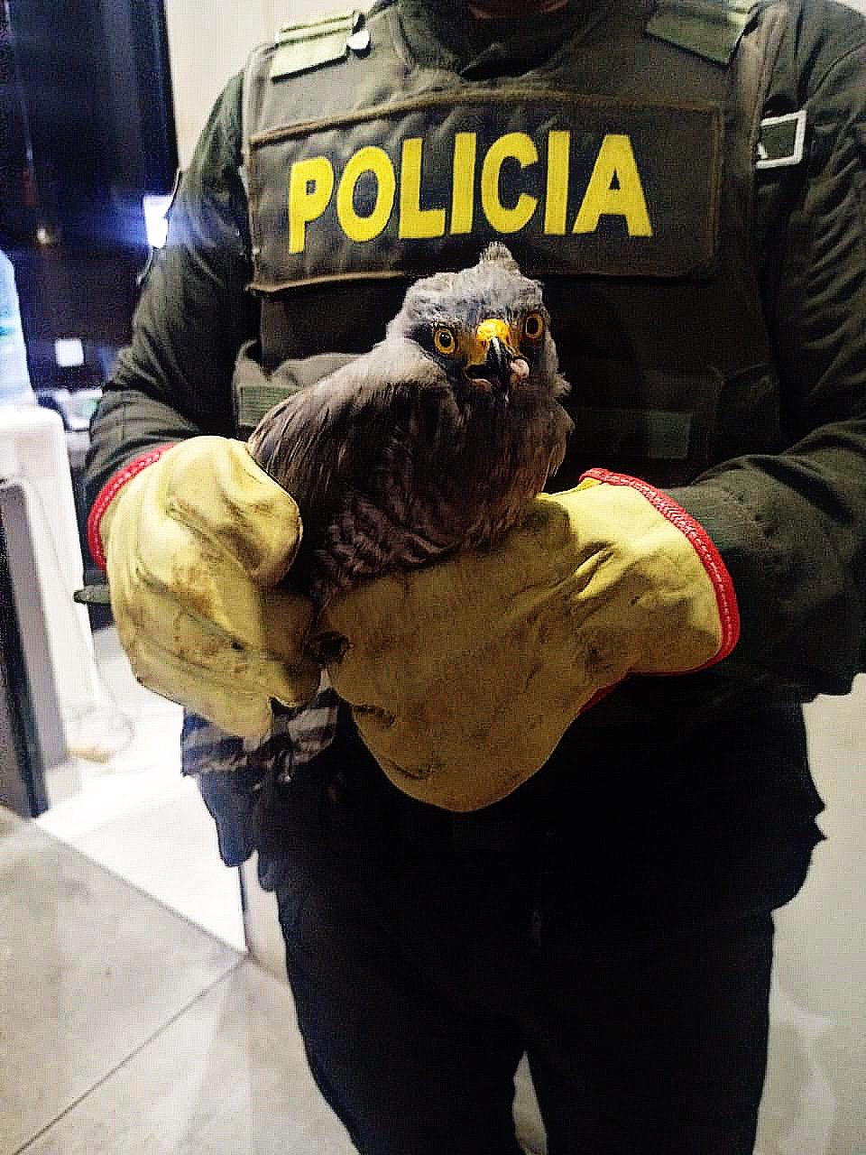 Policía Nacional invita a la ciudadanía a proteger la fauna silvestre y el medio ambiente en Ibagué 3