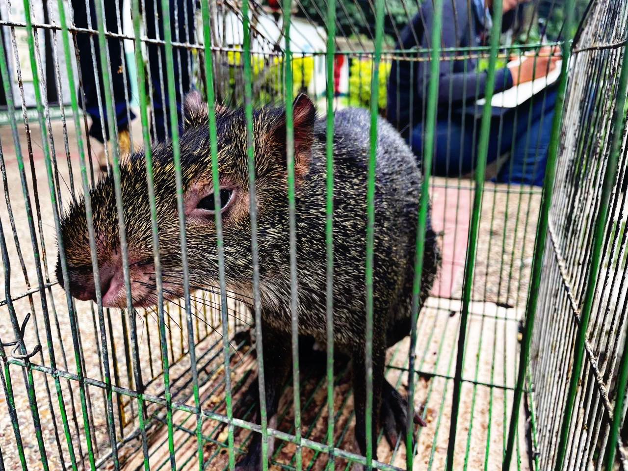 Policía Nacional invita a la ciudadanía a proteger la fauna silvestre y el medio ambiente en Ibagué 2