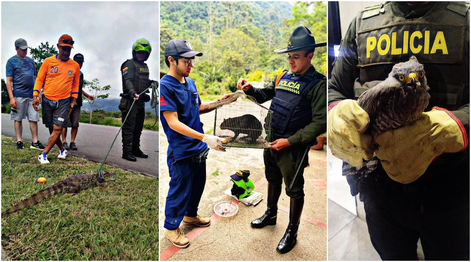 Policía Nacional invita a la ciudadanía a proteger la fauna silvestre y el medio ambiente en Ibagué 1