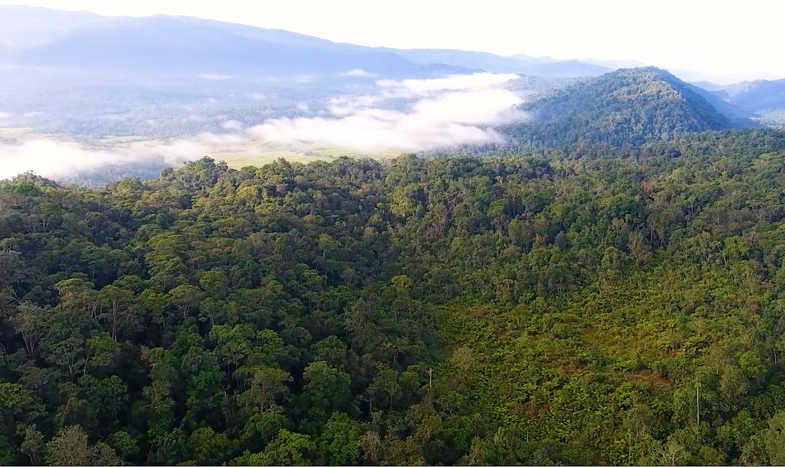Confirman dos casos de fiebre amarilla en primates de zona del parque Bosques de Galilea 1