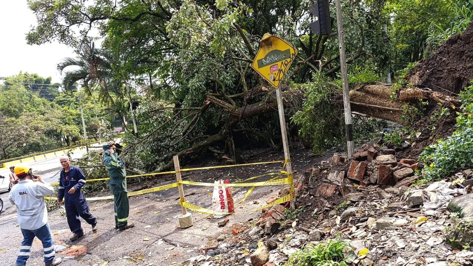 Cayó árbol gigante en la entrada del barrio El Topacio afectando redes eléctricas 3