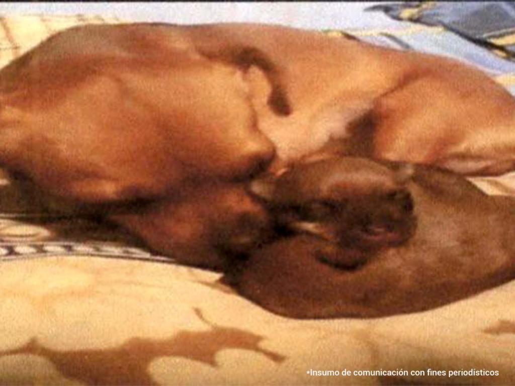 Una eutanasia mal practicada: la justicia alcanza a supuesto veterinario en Ibagué 1