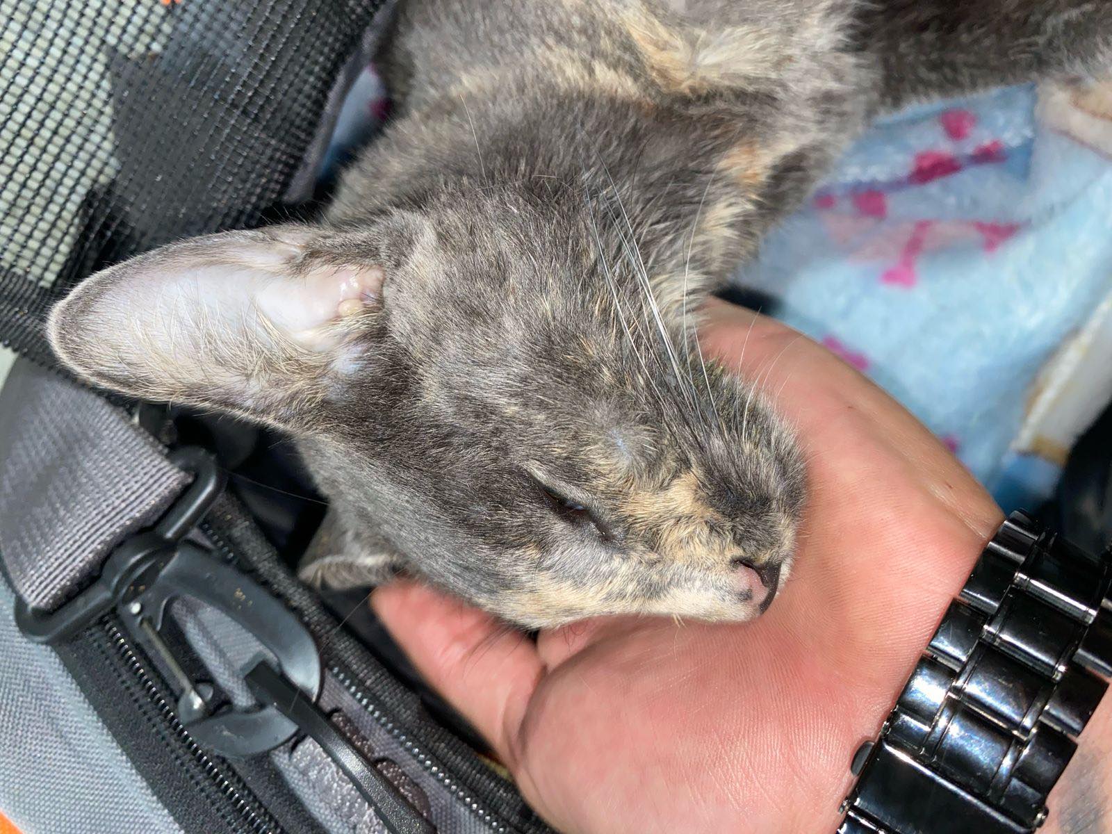 El dolor de Bonnie: una gata que no volvió a casa por cuenta de un falso veterinario  1