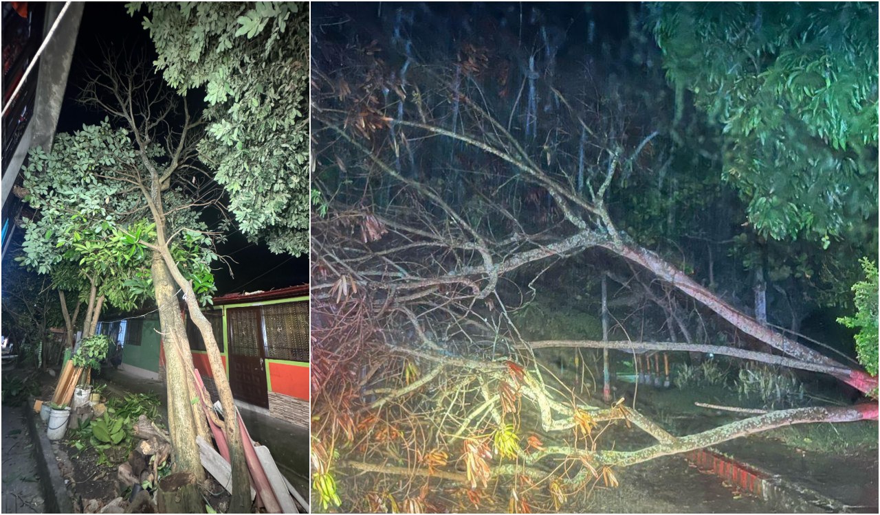 Fuertes lluvias en Ibagué generan emergencias por árboles caídos y afectación en redes eléctricas 1