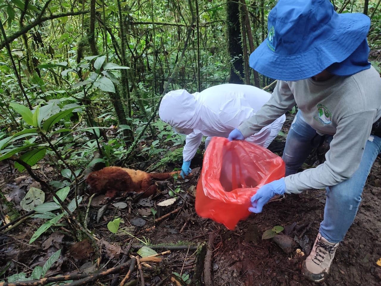 En Planadas se han recolectado seis monos muertos: Cortolima desmiente cifra de redes sociales 1