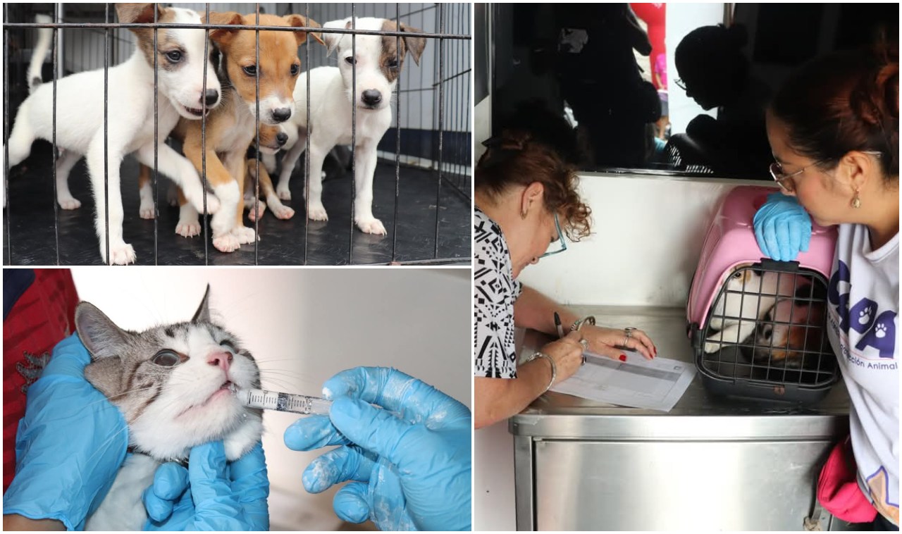 Con 71 atenciones y 8 adopciones culminó jornada de bienestar animal en la comuna 7 de Ibagué 3