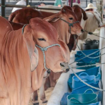 Con nutrida agenda Feria Agropecuaria de Ibagué está lista para recibir a visitantes 3