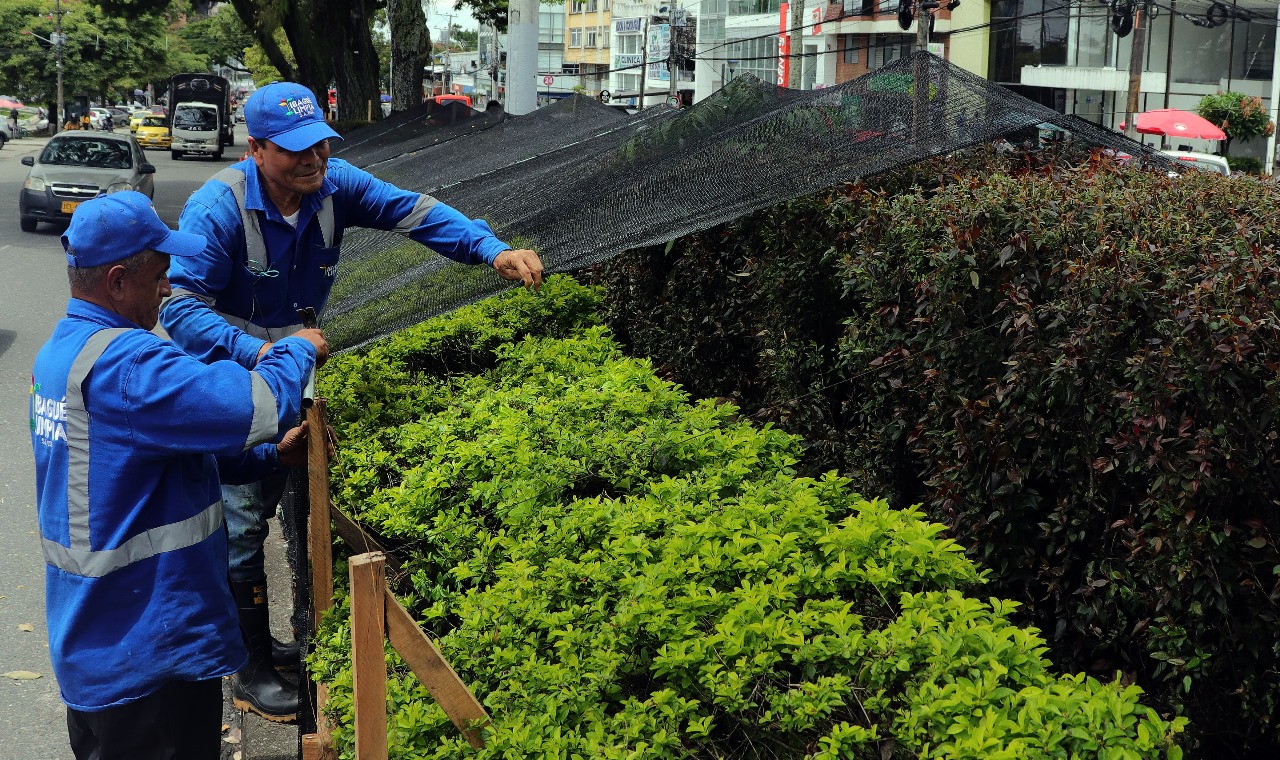 Ibagué Limpia actuó conforme a la ley: Juzgado respaldó reserva de información en tutela interpuesta por concejal 1