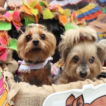 Más de 400 mascotas llenaron de alegría y color el cuarto Desfile Sampedrino de Perros y Gatos en Ibagué 2