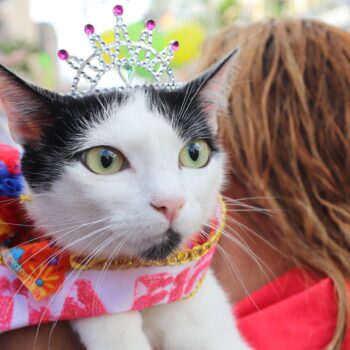 Más de 400 mascotas llenaron de alegría y color el cuarto Desfile Sampedrino de Perros y Gatos en Ibagué 3