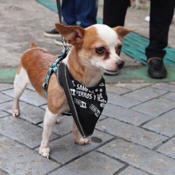 Más de 400 mascotas llenaron de alegría y color el cuarto Desfile Sampedrino de Perros y Gatos en Ibagué 4