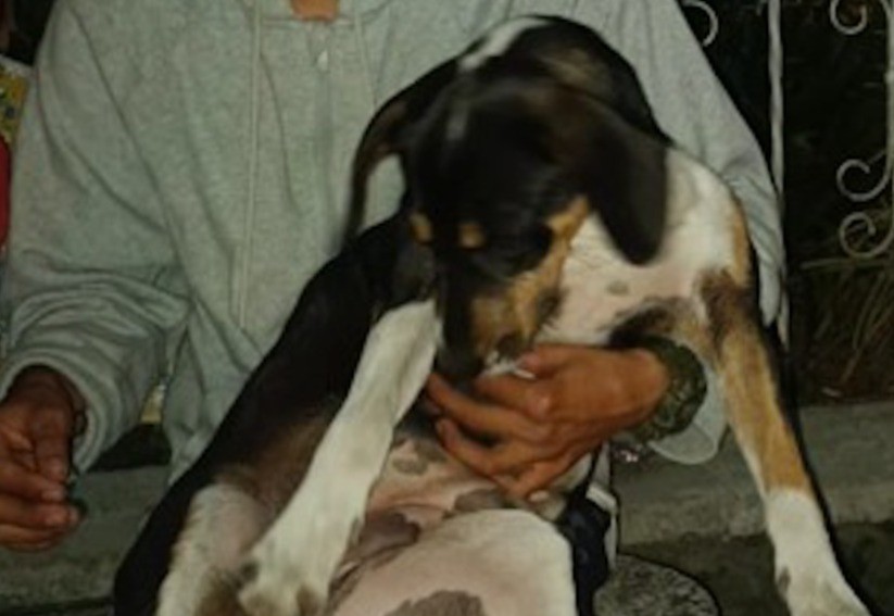 Imputado hombre en Anzoátegui que causó la muerte de una canina llamada 'Amiga' 1