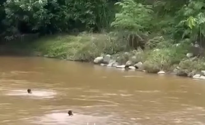 Organismos de socorro hallan cuerpo de joven desaparecido en las aguas del río Sumapaz 1