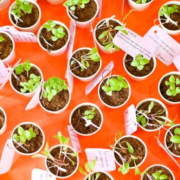 Ibagué impulsa el agro con entrega de insumos y asistencia técnica a pequeños productores 4