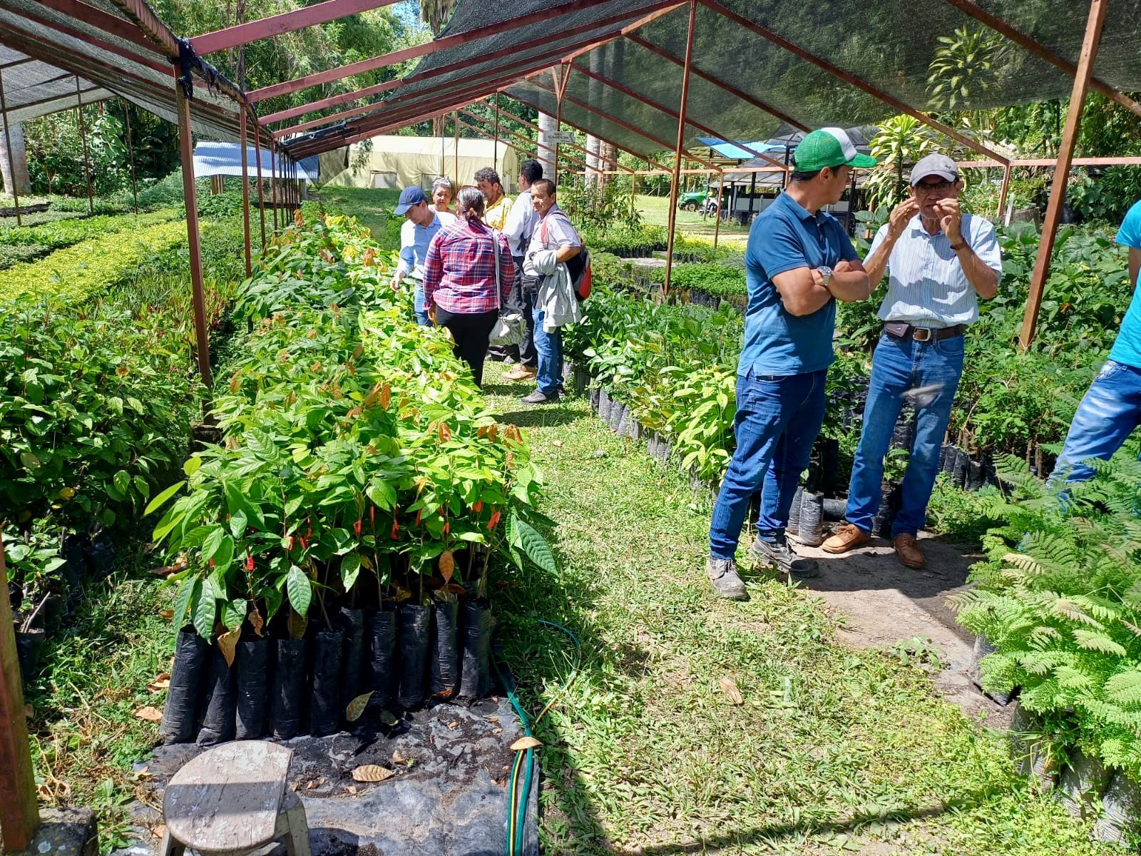 Cacaoteros de Ibagué recibirán $220 millones para insumos y equipos 1