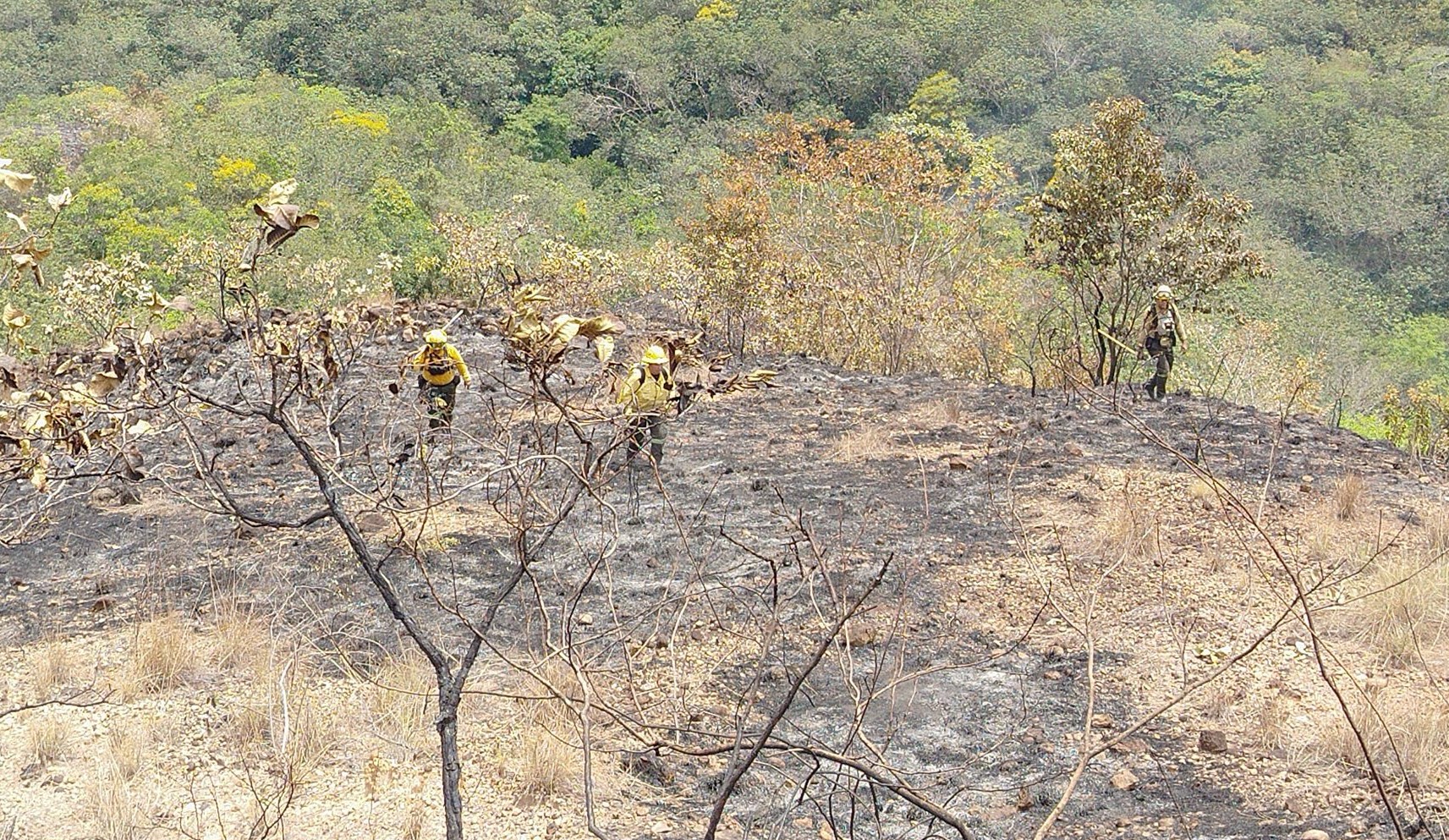 Incendio de cobertura vegetal en Carmen de Apicalá afecta 30 hectáreas: Secretaría de Ambiente del Tolima 1