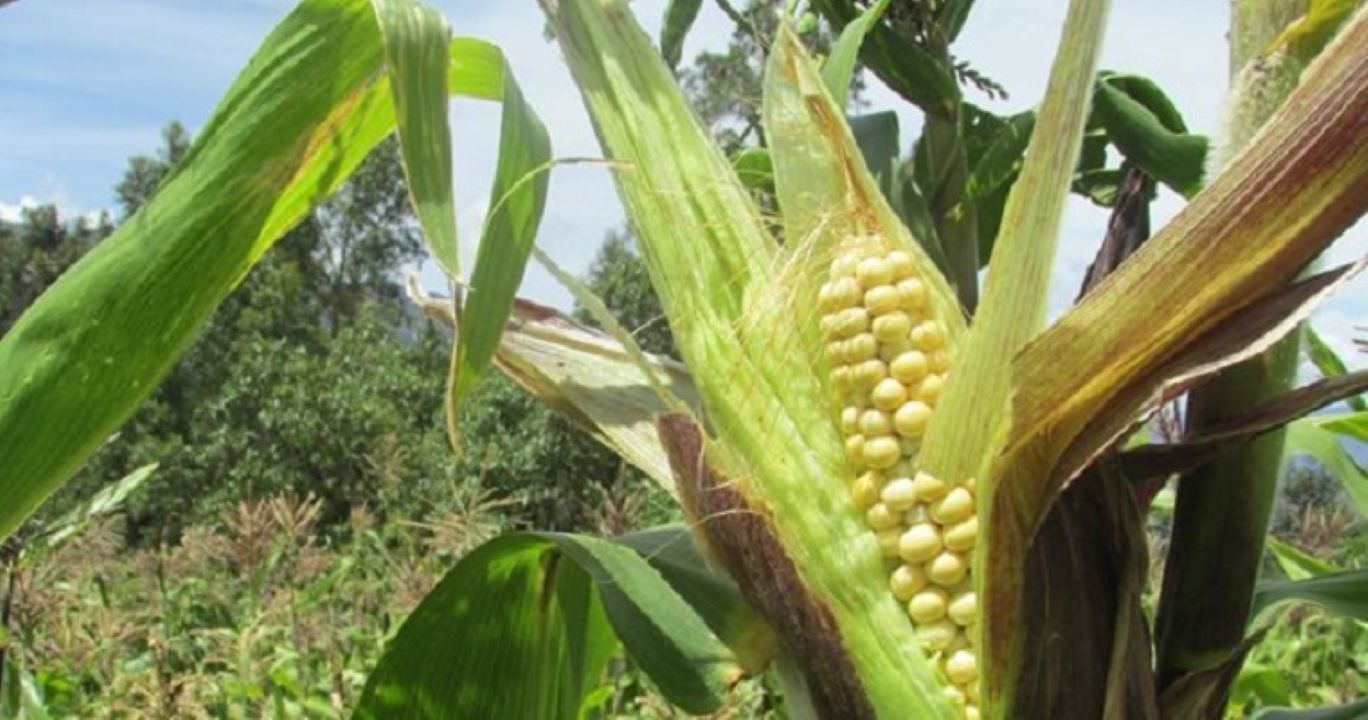 Maiceros de Valle de San Juan en crisis: Alcalde advierte bajo precio del grano 1