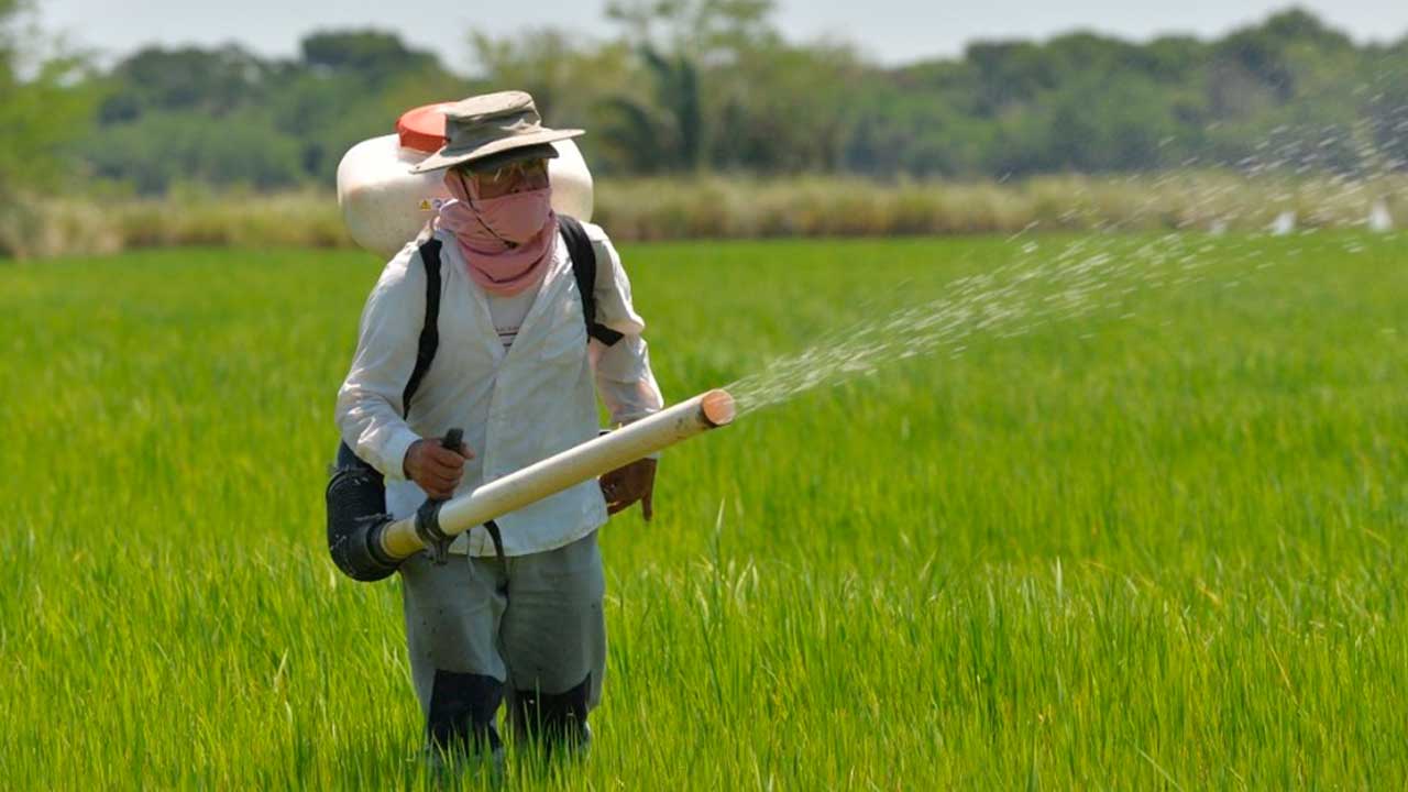 SIC da vía libre al acuerdo entre productores e industriales para estabilización del sector arrocero 3