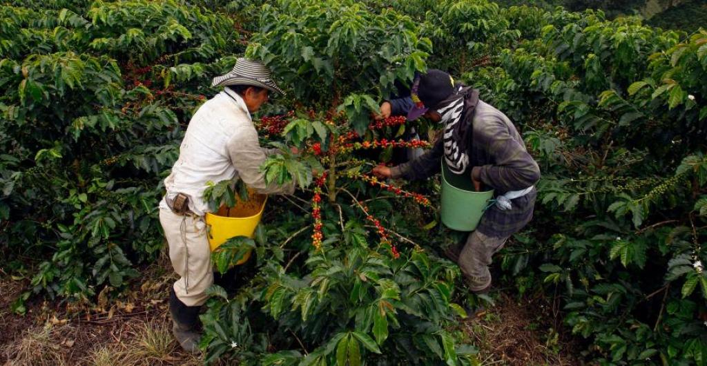 Planadas cierra la semana de receso con tranquilidad y crecimiento económico 1