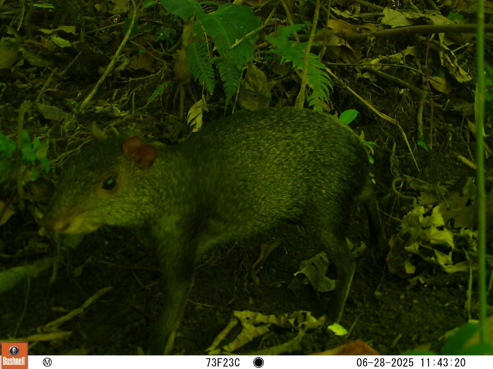 Osos, felinos y aves: con cámaras trampa, Cortolima monitorea la fauna silvestre del Tolima 5