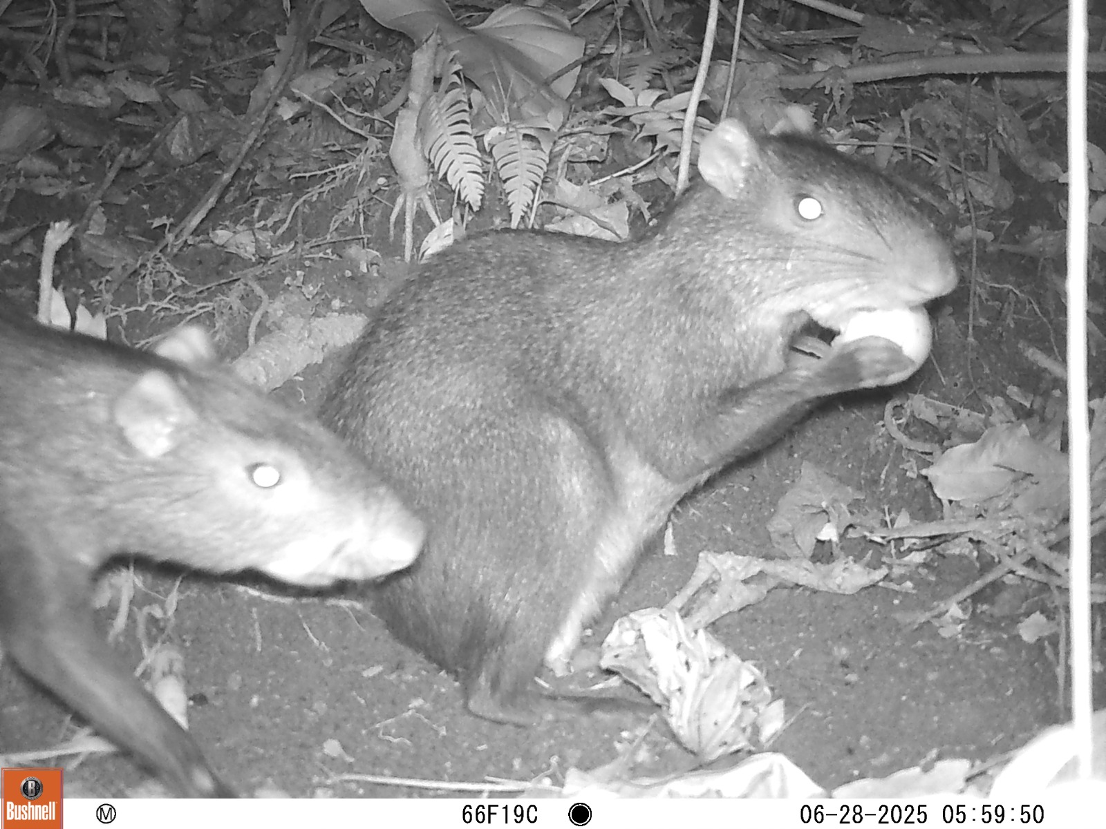 Osos, felinos y aves: con cámaras trampa, Cortolima monitorea la fauna silvestre del Tolima 1
