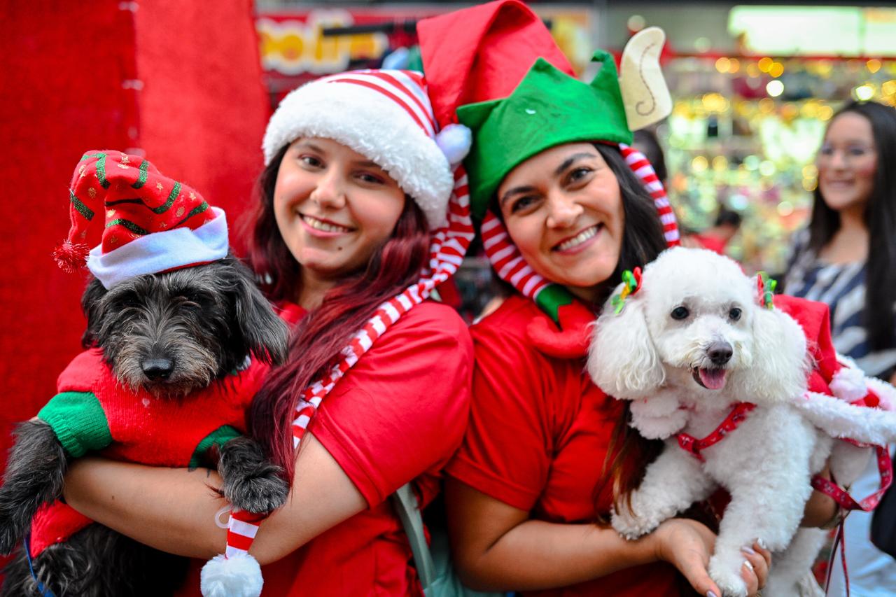 Navidad con huellas: Ibagué vivirá jornada especial de adopción de perros y gatos 1