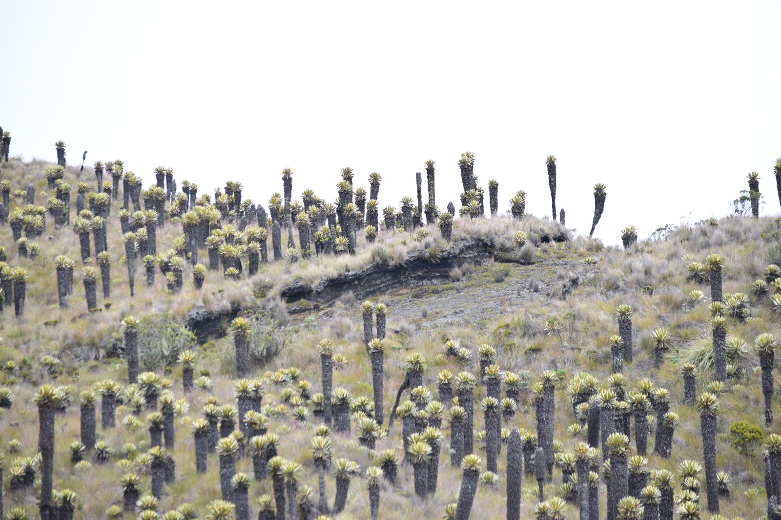 Alerta ambiental en Los Nevados: Gobernación del Tolima advierte daños graves por turismo irresponsable 4