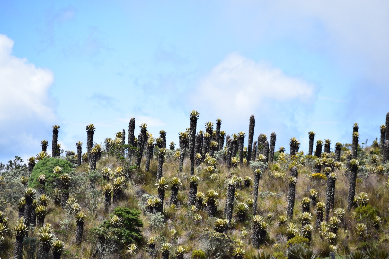 Alerta ambiental en Los Nevados: Gobernación del Tolima advierte daños graves por turismo irresponsable 2