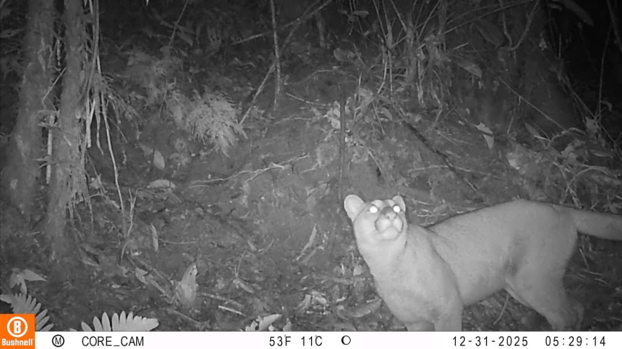 Registran por primera vez la presencia de un puma en el sur del Tolima 3