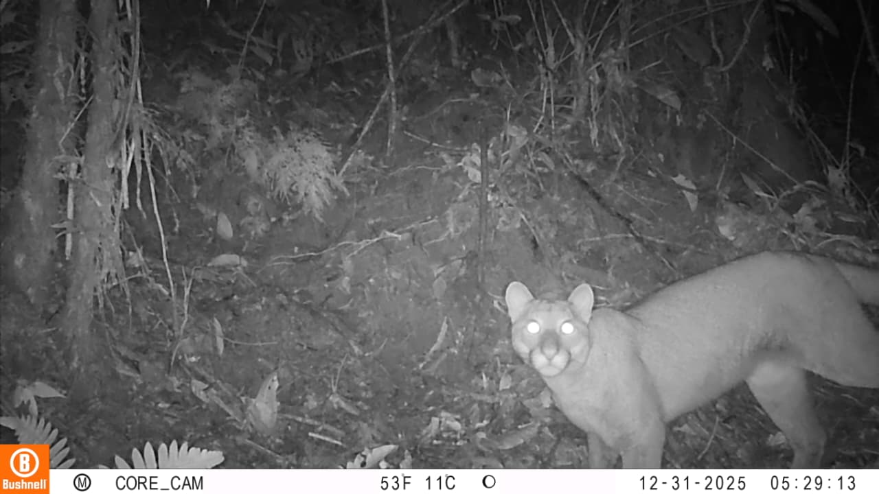 Registran por primera vez la presencia de un puma en el sur del Tolima 1