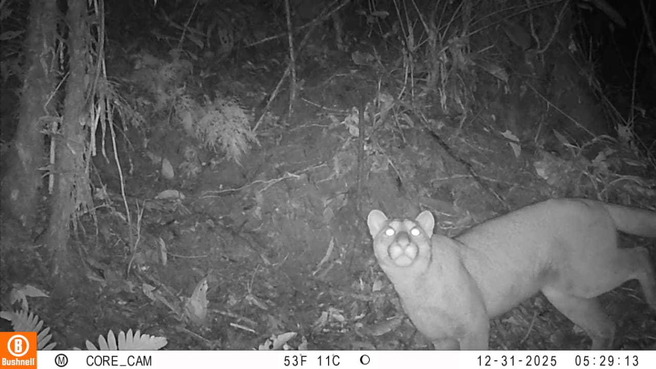 Registran por primera vez la presencia de un puma en el sur del Tolima 2