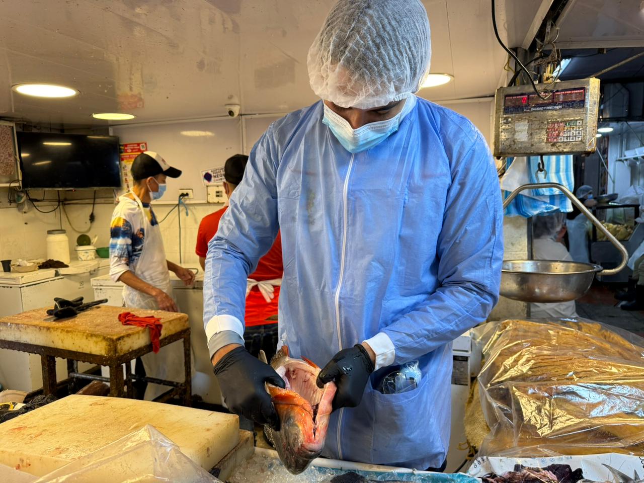 ¡Alerta en Ibagué! Cierran expendios de pescado por plagas justo antes de Semana Santa 2