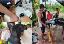 Flandes lleva jornada de bienestar animal puerta a puerta en zona rural 17