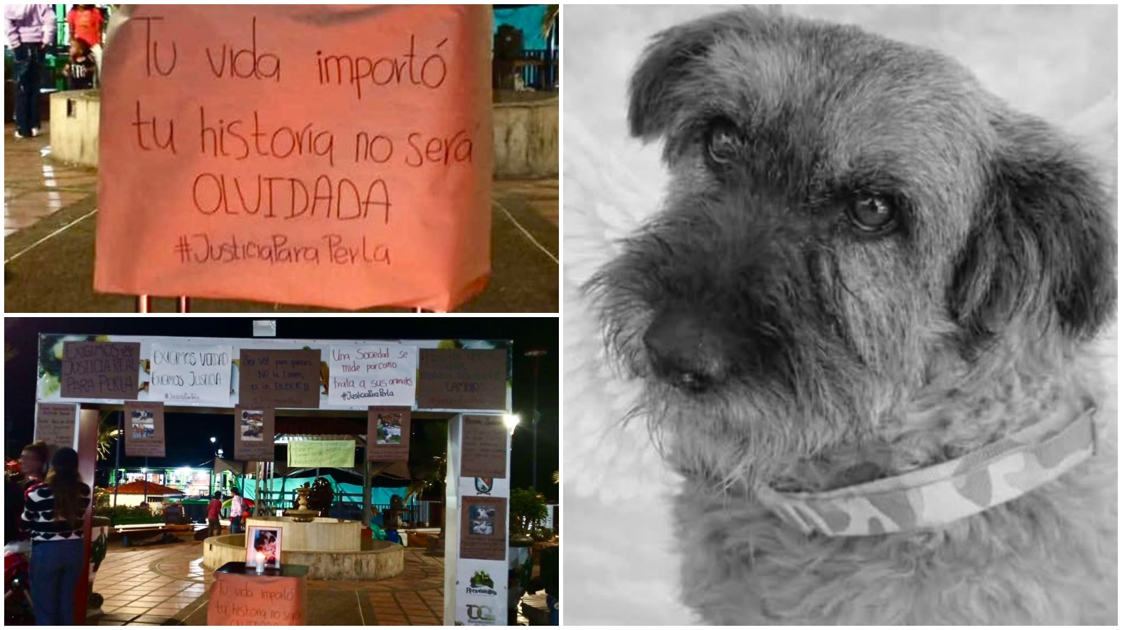 Maltrato animal: Roncesvalles pide justicia por muerte de mascota 1