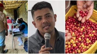 Planadas se prepara para cosecha cafetera con controles por fiebre amarilla 22
