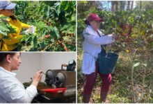 Panel internacional con líderes del café puso en el centro el rol de la mujer caficultora 14