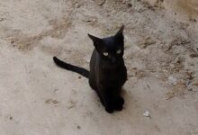 ¡Macabro hallazgo en El Espinal! Investigan presunto ritual de brujería con un gato 18